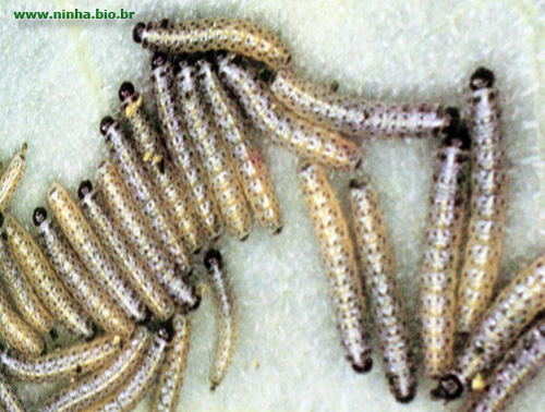 Larvas de Borboleta 