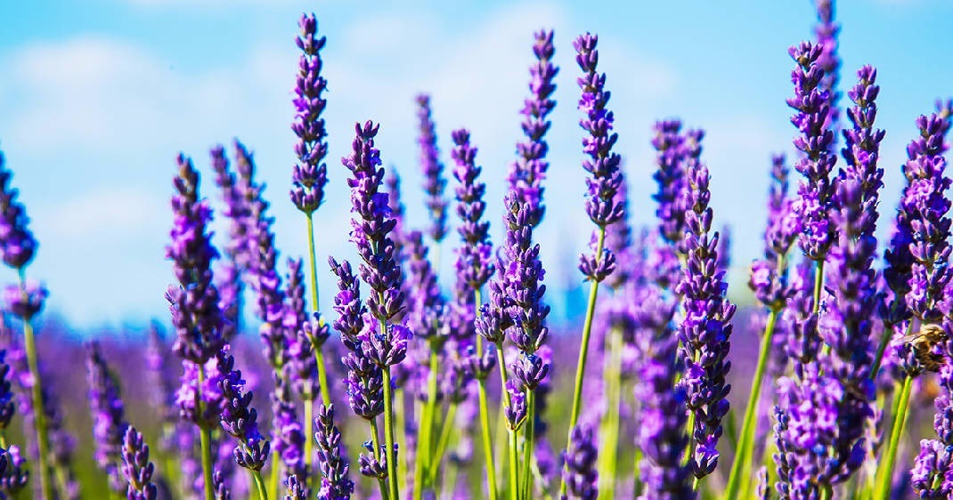  Lavanda