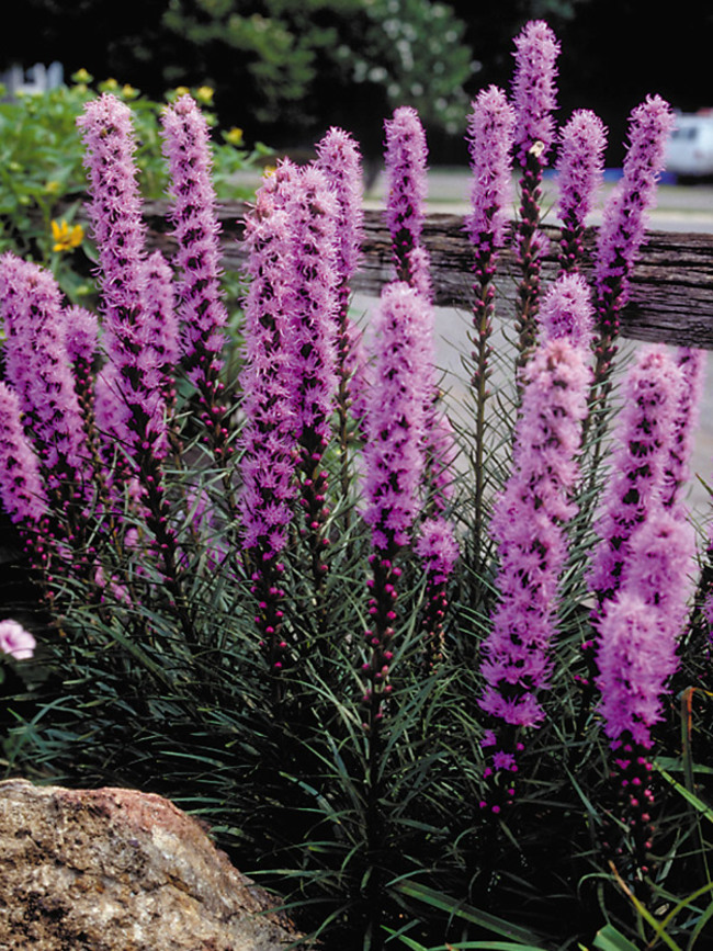 Liatris