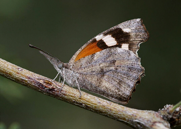 Libytheana Carinenta