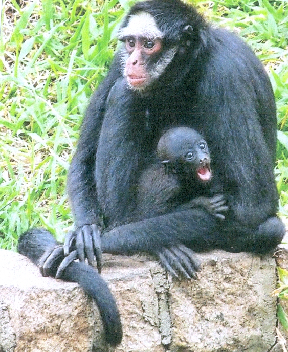Macaco-Aranha-de-Cara-Branca Com o Filhote 