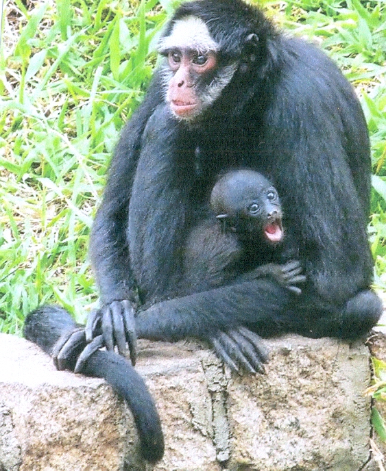 Animais fantásticos e onde habitam: Macaco-aranha-da-cara-branca