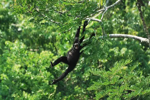 Macaco-Aranha-de-Cara-Branca Pendurado na Árvore 
