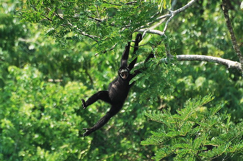 Macaco-Aranha-de-Cara-Branca Pendurado na Árvore 