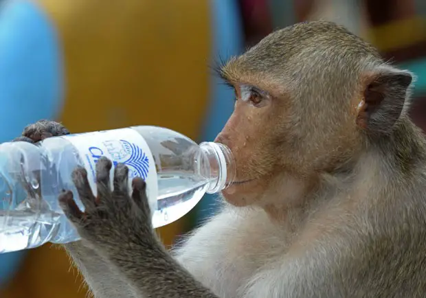 Macaco Bebendo Água 