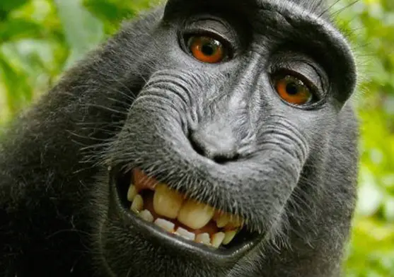 Macaco Fotografado Mostrando os Dentes 