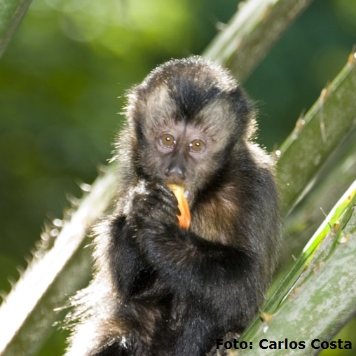 Macaco Prego Comendo 