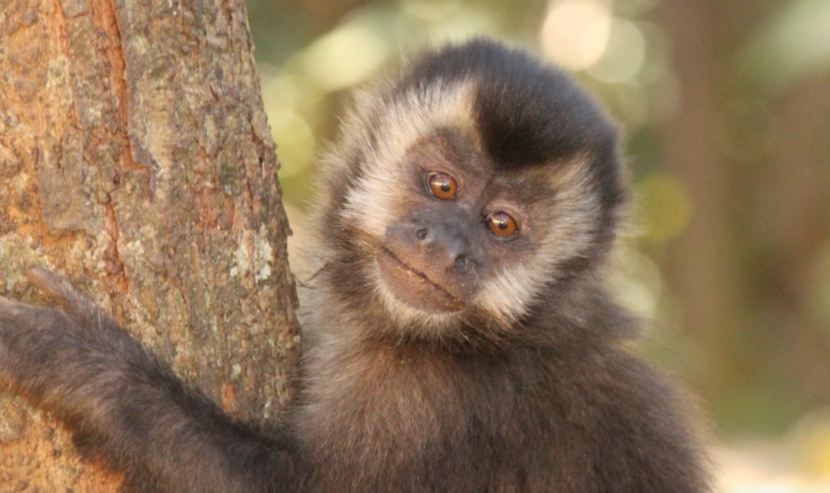 Macaco-Prego na Árvore 