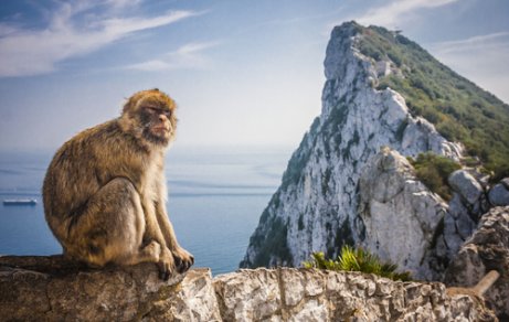 Macacos-de-Gibraltar