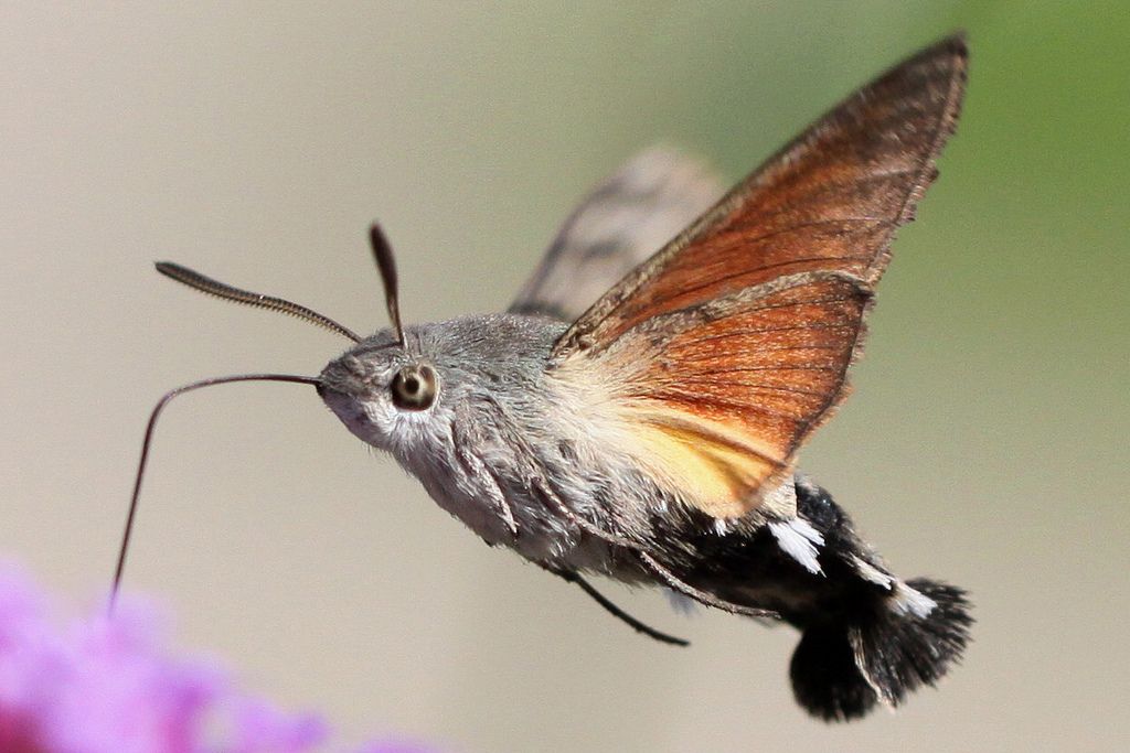 Macroglossum Stellatarum