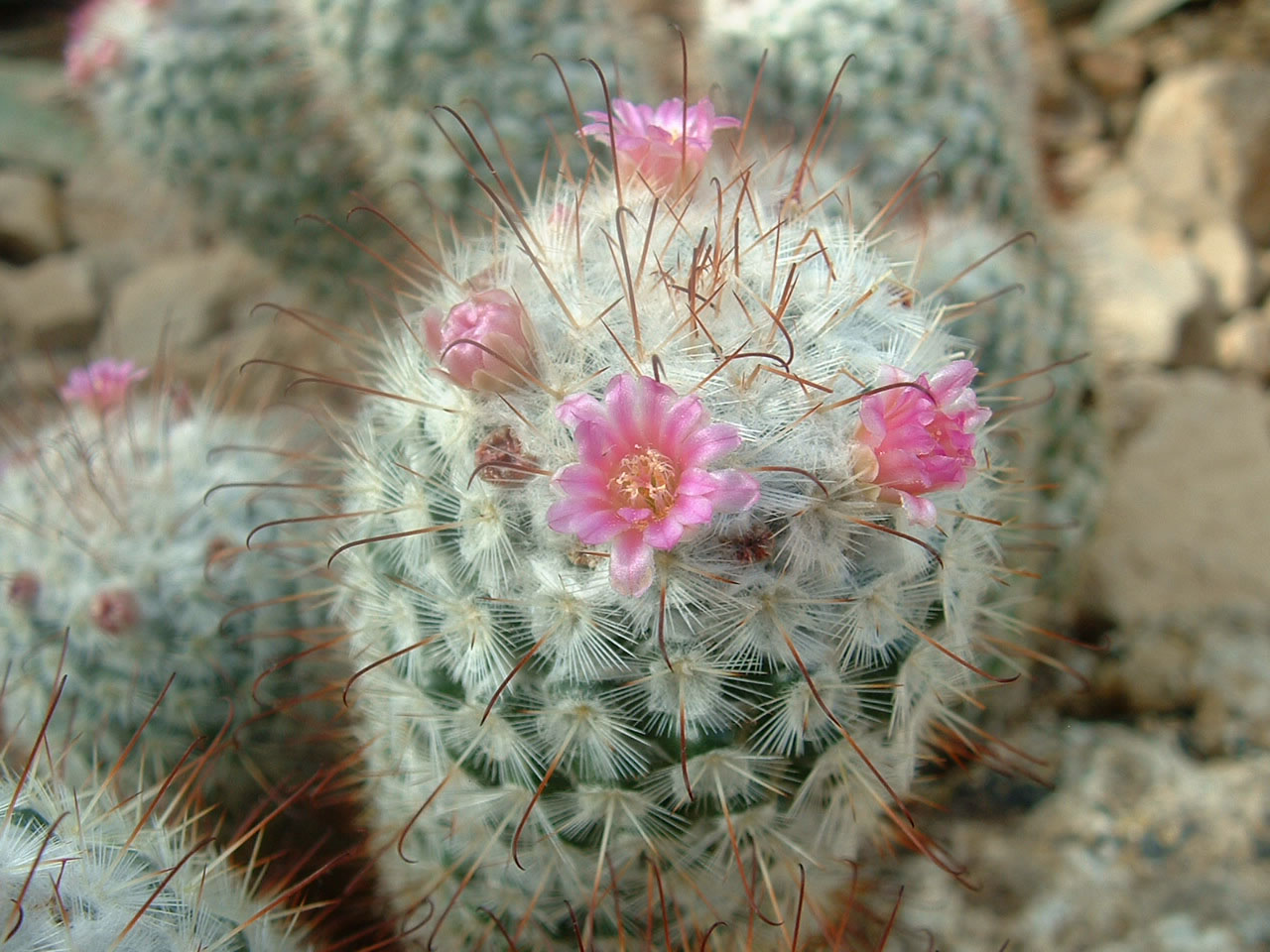 Mammilaria