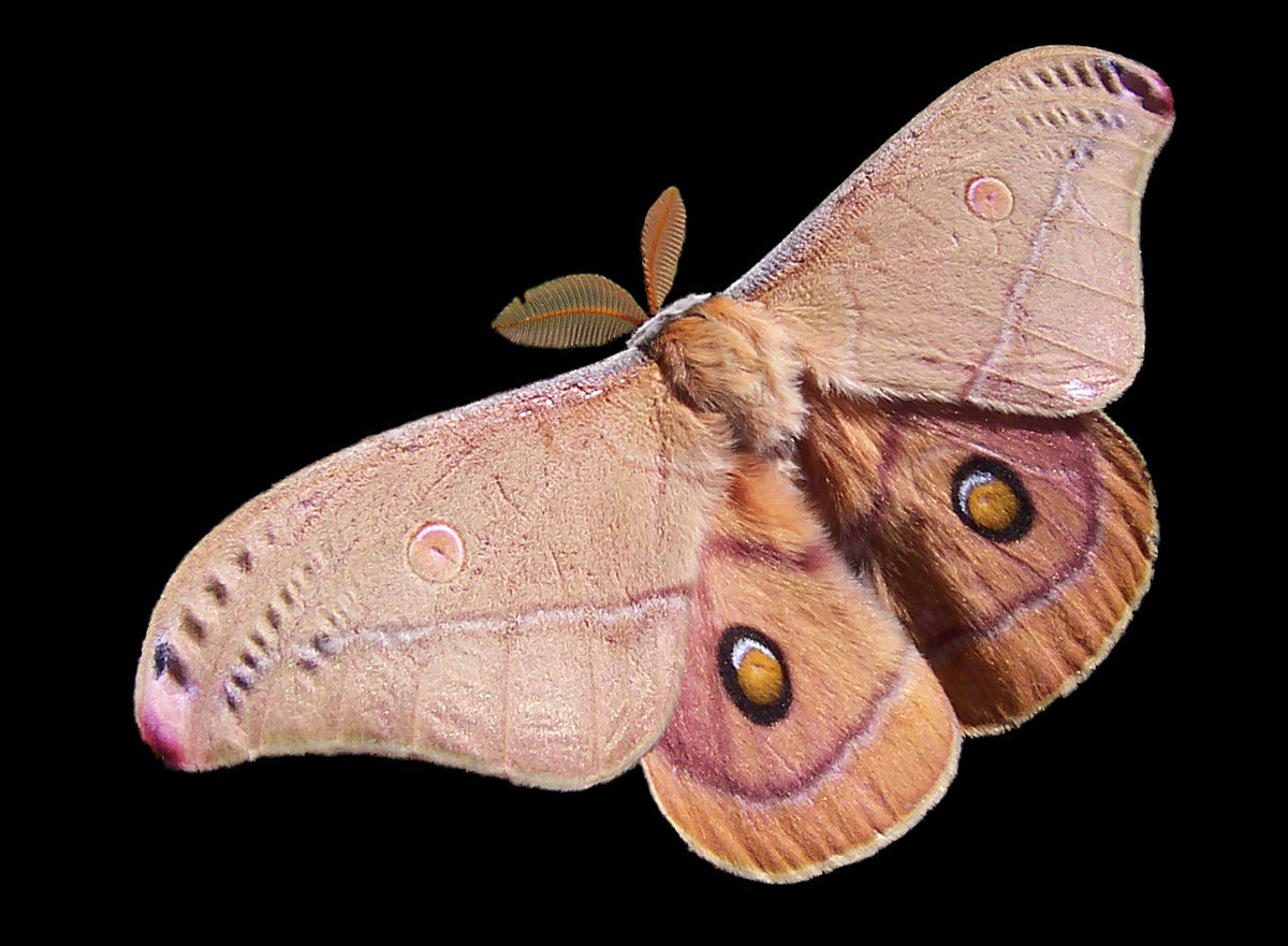 Mariposa