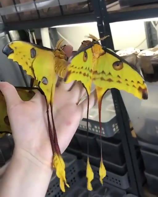 Mariposa Cometa na Mão de uma Pessoa 