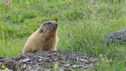 Marmota Alpina no Mato 