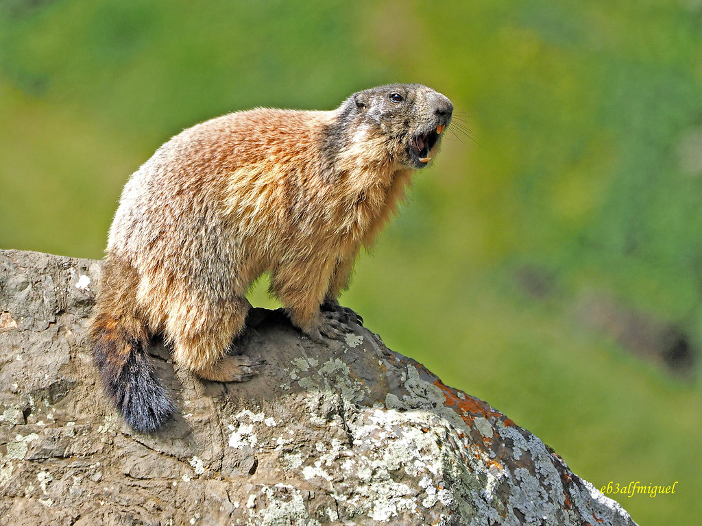 Marmota Alpina