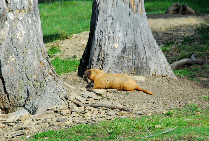 Marmota Baibacina e suas Características