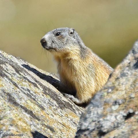 Marmota Balbacina