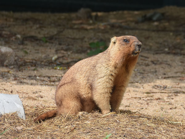 Marmota Bobac