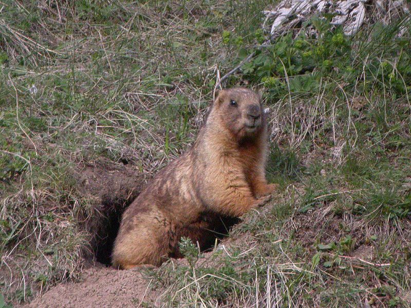 Marmota Browei