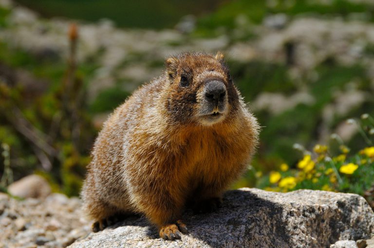 Marmota Broweri: Características, Nome Científico e Fotos | Mundo Ecologia