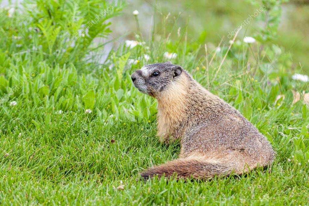 Marmota Caligata