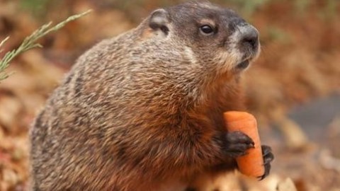 Marmota Canadense