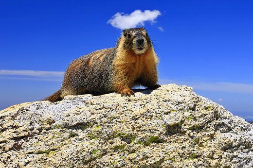 Marmota Caudata: Características, Nome Cientifico e Fotos