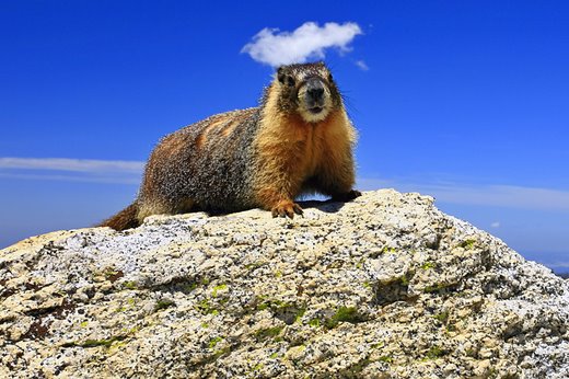 Marmota Caudata em Cima da Pedra 