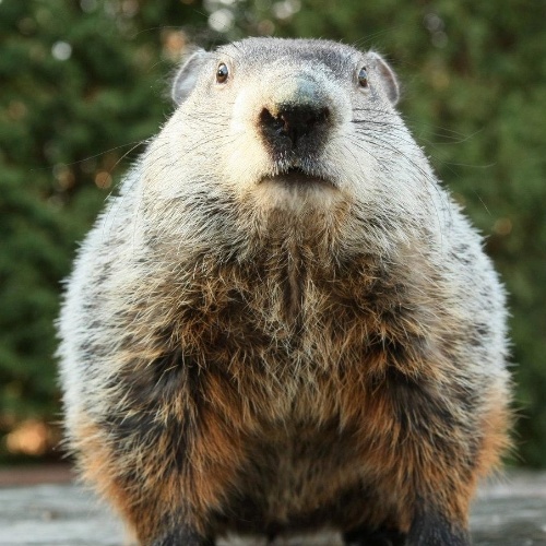 Marmota Cinzenta