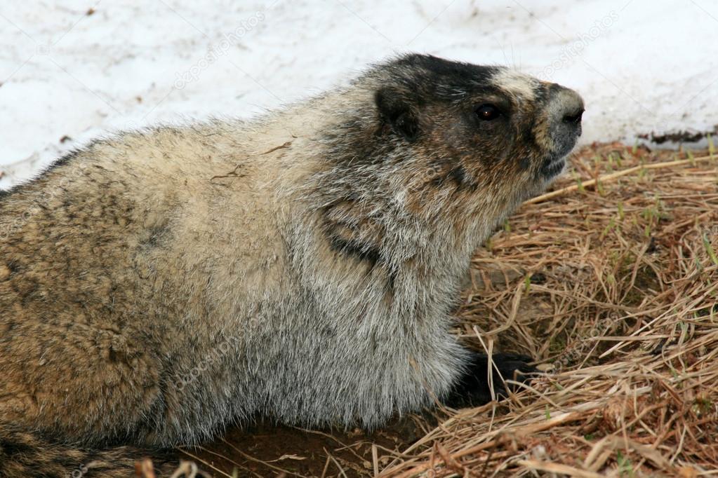 Marmota Do Alasca