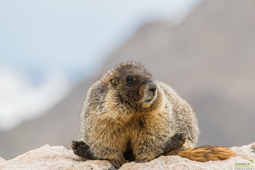 Marmota Flaviventris