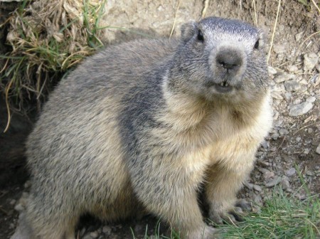 Marmota Fotografada de Frente