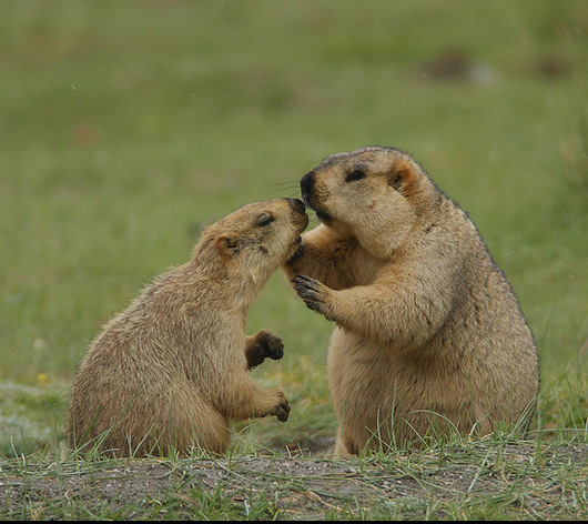 Marmota Menzbieri: Características, Nome Científico e Fotos