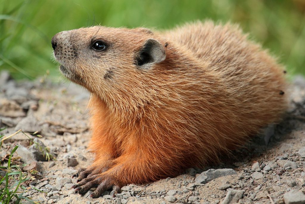 Lista Com Os Tipos E Espécies De Marmotas Com Nomes E Fotos | Mundo ...