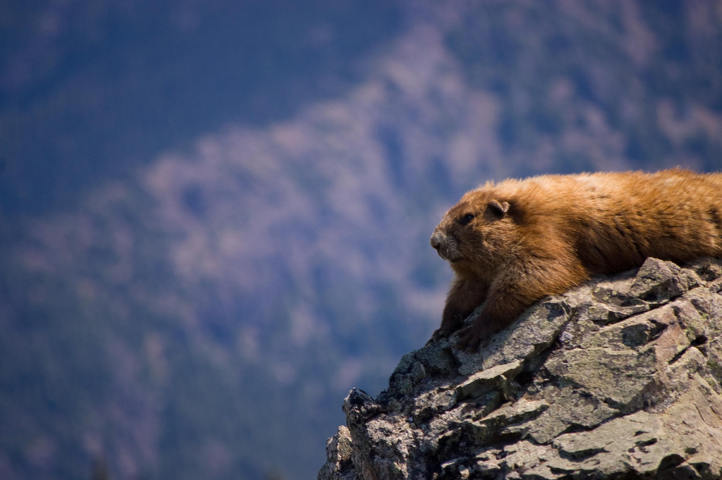 Marmota Olympus 