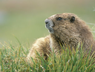 Marmota Olímpica No Mato 