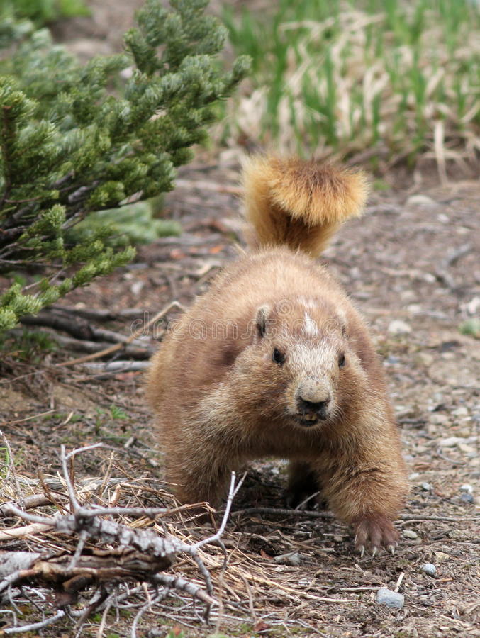 Marmota Olímpica