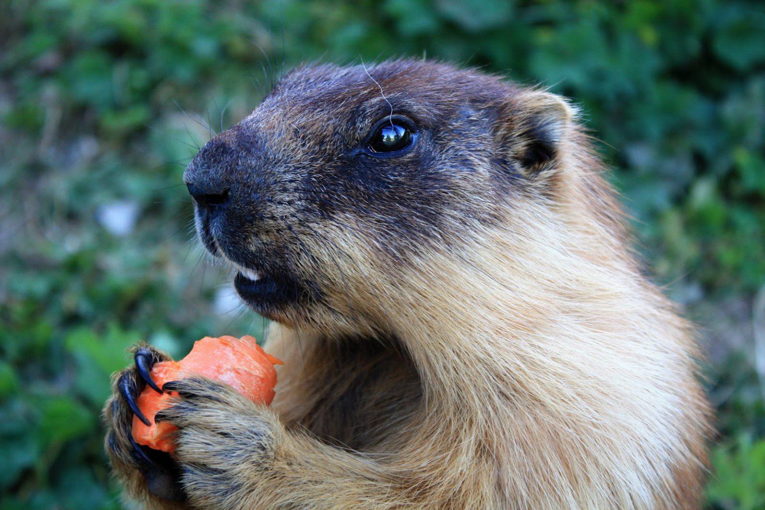 Marmota Sibirica: Características, Nome Cientifico e Fotos – Mundo Ecologia