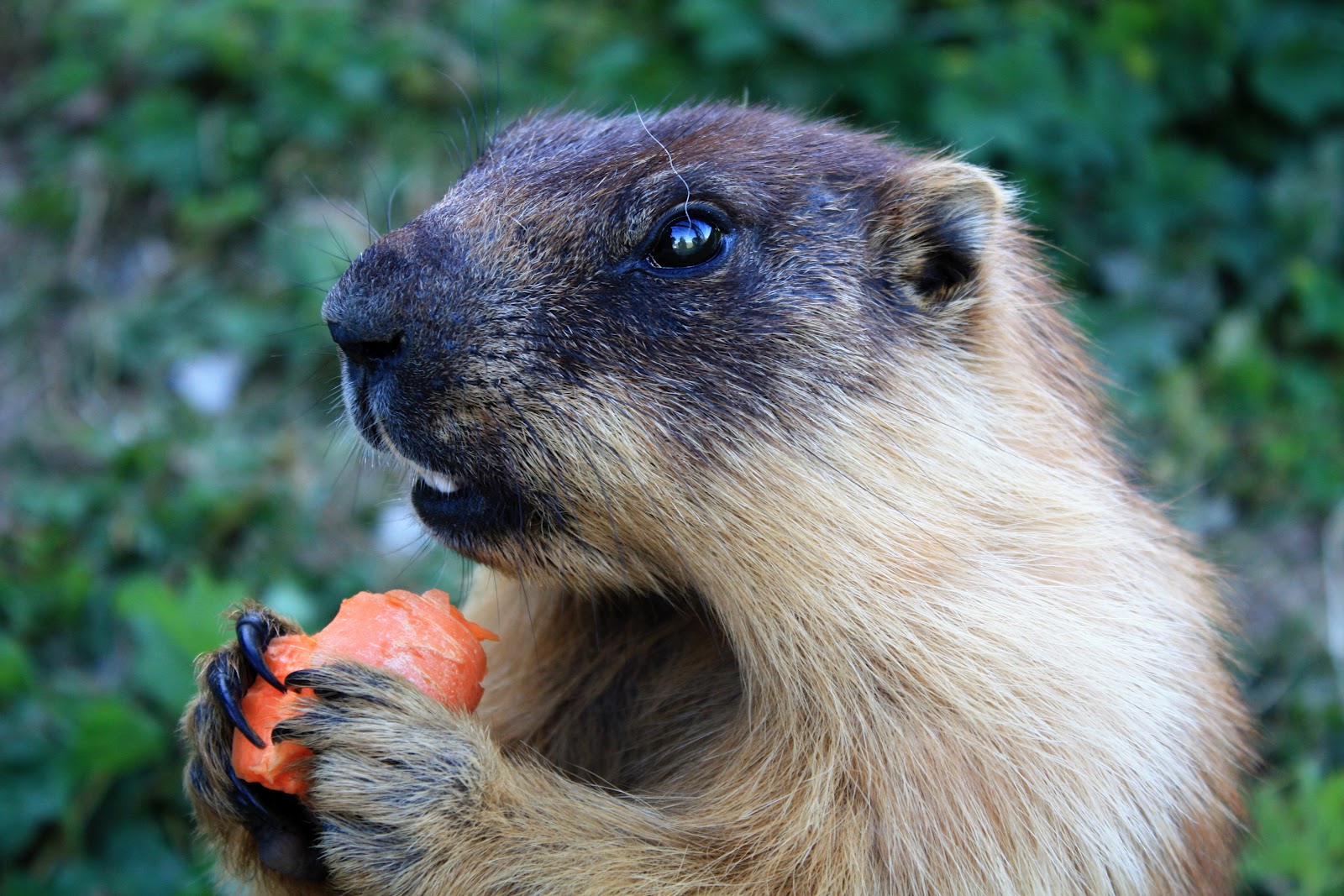 Marmota Sibirica Comendo