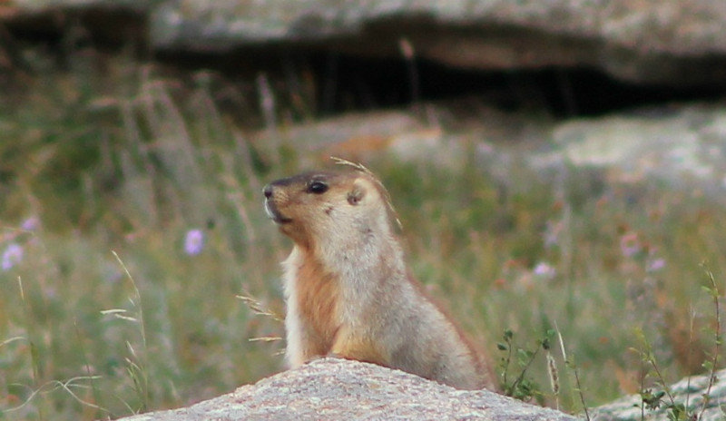 Marmota Sibirica