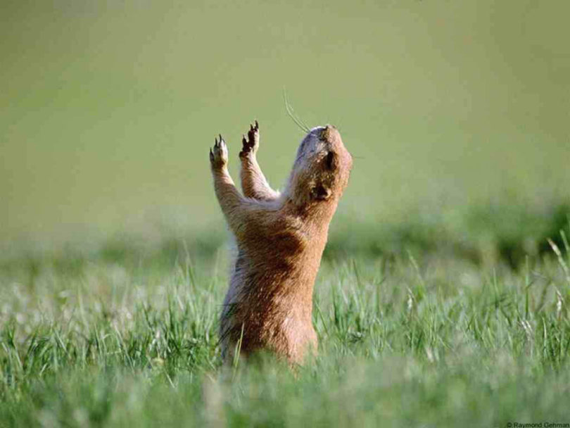 Marmota de Pé Com as Mãos Para o Alto 