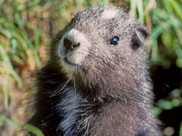 Marmota de Vancouver