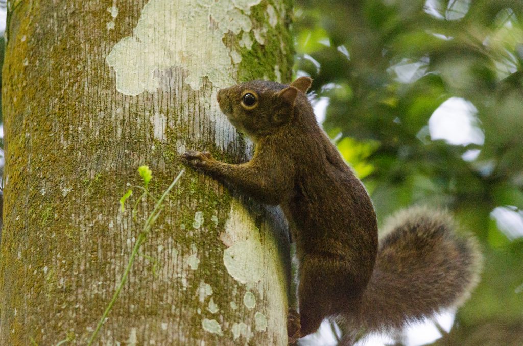 Membro da Família Scuridae - Esquilo 