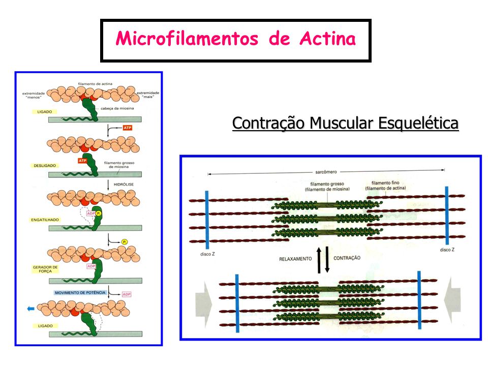 Microfilamentos de Actina