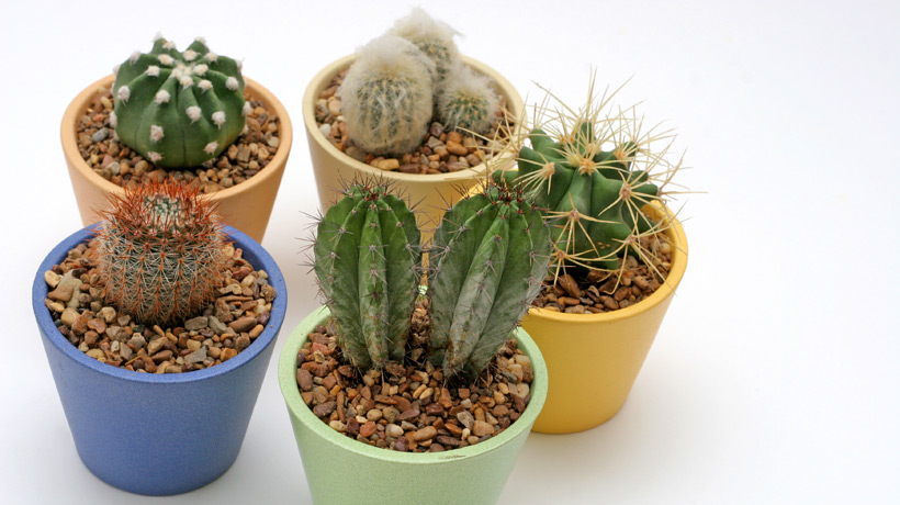 Como Plantar um Mini Cacto? Como Fazer Mudas?