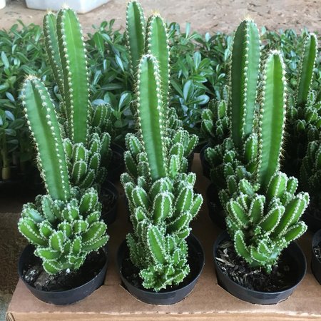 Mini Cactos no Vaso