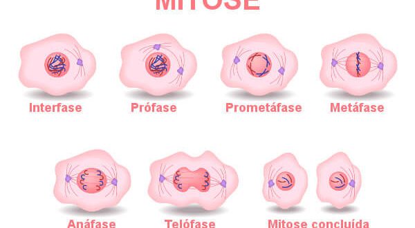 Quais São as Fases da Mitose e Suas Características? | Mundo Ecologia