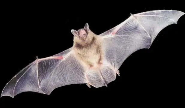 Morcego de Asas Abertas 