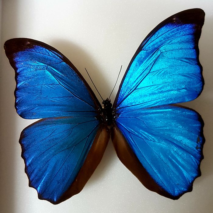 Morpho Azul