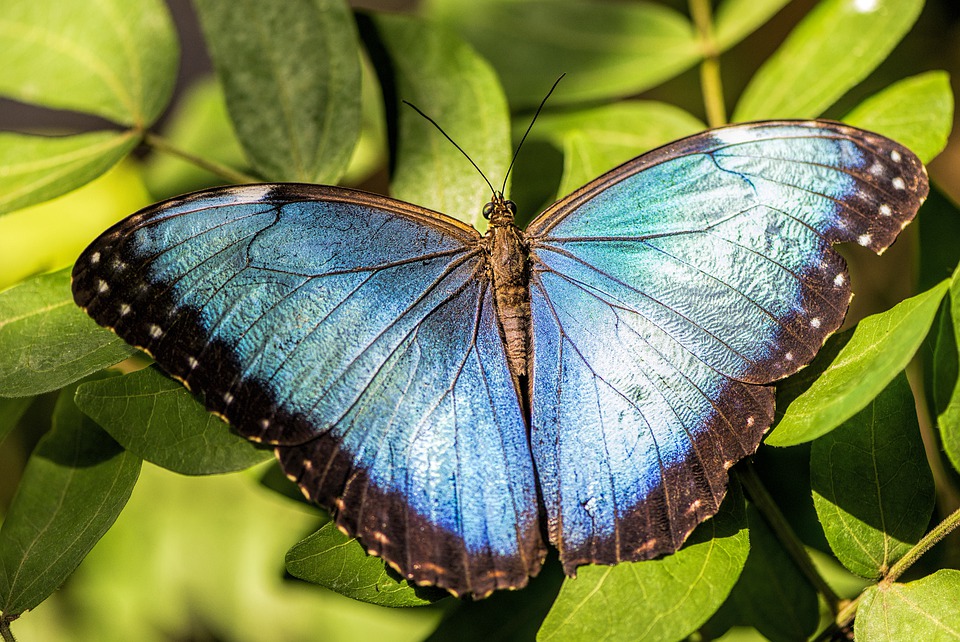 Morphos Azuis